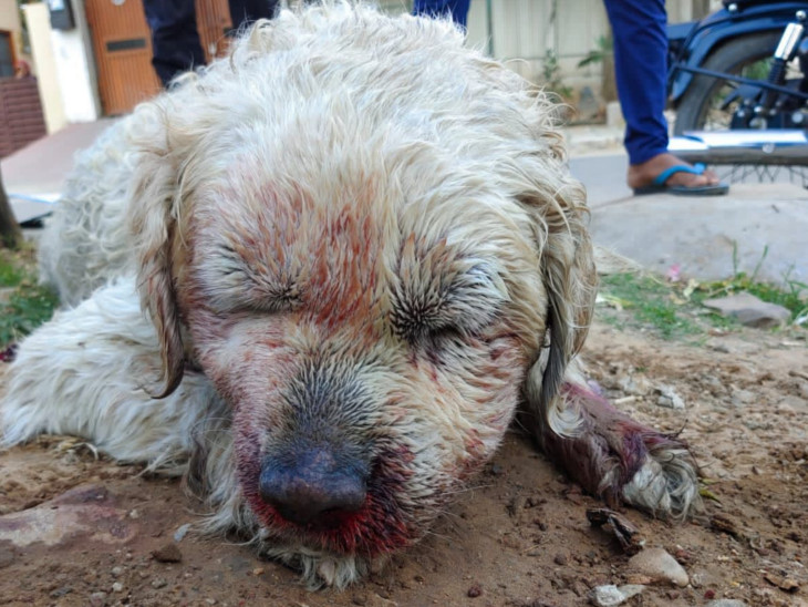 जयपुर; मालिक ने अपने कुत्ते को पीट-पीटकर मार दिया