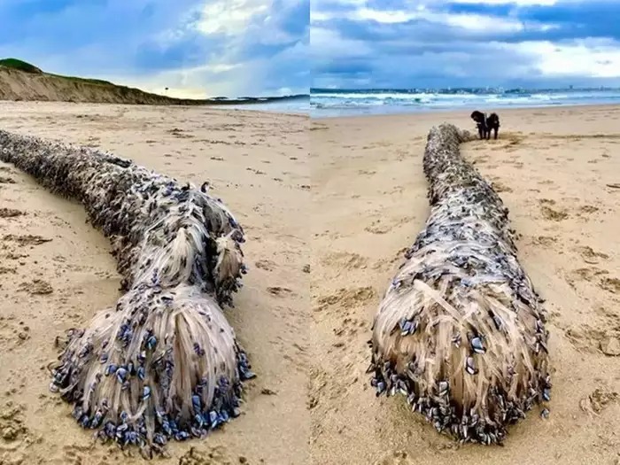 ऑस्ट्रेलिया में समुद्र के किनारे मरा मिला रहस्यमय जीव, वैज्ञानिक बोले- इसे पहले कभी नहीं देखा