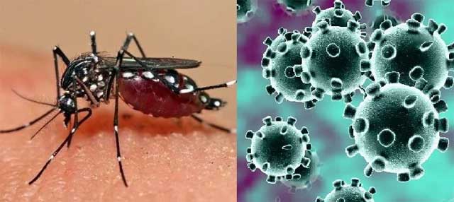 डेंगू और कोरोना में दिखे समान लक्षण, यदि डेंगू में ज्यादा कमजोरी हो तो करा लें कोरोना जांच….