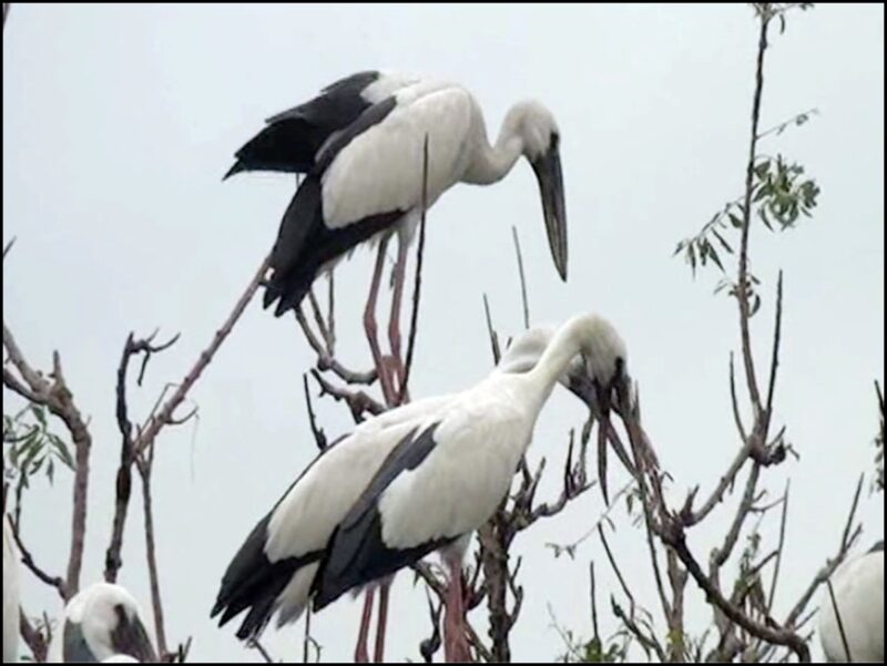 उत्तर प्रदेश : राज्य पक्षी सारस की आबादी पर जलवायु परिवर्तन से मड़रा रहा संकट