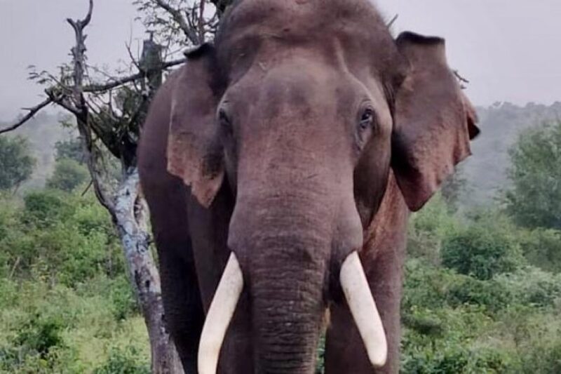 Ambikapur: हाथी ने किया महिला पर हमला, मौके पर हुई मौत, हाथी की मौजूदगी से ग्रामीणों में दहशत…