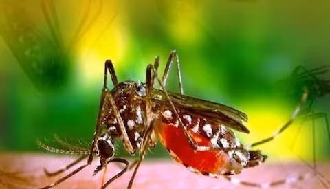 दादरी में डेंगू का कहर, 598 नए मामले, अब तक 6 लोगों की मौत