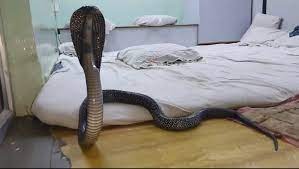 रजाई में कोबरा: ठंड से बचने के लिए गर्म बिस्तर में बैठा रहा 5 फीट का कोबरा