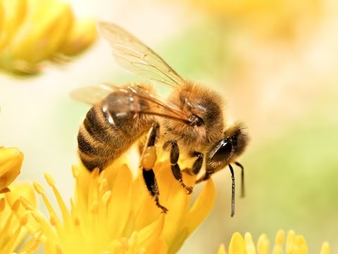 पानी पीते समय गलती से मधुमक्खी निगल गया शख्स, थोड़ी देर में हो गई मौत, डॉक्टर्स भी हुए हैरान